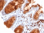 IHC staining of FFPE human colon tissue with NTRK2 antibody (clone NTRK2/4671). HIER: boil tissue sections in pH 9 10mM Tris with 1mM EDTA for 20 min and allow to cool before testing.