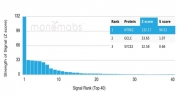 Analysis of a HuProt(TM) microarray containing more than 19,000 full-length human proteins using NTRK2 antibody (clone NTRK2/4672). Z- and S- Score: The Z-score represents the strength of a signal that a monoclonal antibody (in combination with a fluorescently-tagged anti-IgG secondary antibody) produces when binding to a particular protein on the HuProt(TM) array. Z-scores are described in units of standard deviations (SD's) above the mean value of all signals generated on that array. If targets on HuProt(TM) are arranged in descending order of the Z-score, the S-score is the difference (also in units of SD's) between the Z-score. S-score therefore represents the relative target specificity of a mAb to its intended target. A mAb is considered to specific to its intended target, if the mAb has an S-score of at least 2.5. For example, if a mAb binds to protein X with a Z-score of 43 and to protein Y with a Z-score of 14, then the S-score for the binding of that mAb to protein X is equal to 29.