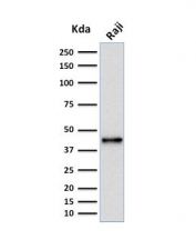 Western blot testing of human Raji cell lysate with PAX5 antibody (clone PCRP-PAX5-1B7). Predicted molecular weight ~42 kDa.