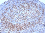 IHC staining of FFPE human tonsil tissue with PAX5 antibody (clone PCRP-PAX5-1B7). HIER: boil tissue sections in pH 9 10mM Tris with 1mM EDTA for 20 min and allow to cool before testing.