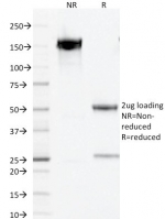 SDS-PAGE analysis of purified, BSA-free PAX5 antibody (clone PCRP-PAX5-1B7) as confirmation of integrity and purity.