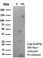 SDS-PAGE analysis of purified, BSA-free CD274 antibody (clone rPDL1/8825) as confirmation of integrity and purity.