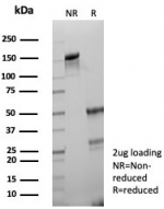 SDS-PAGE analysis of purified, BSA-free PD-L1 antibody (clone PDL1/8408R) as confirmation of integrity and purity.