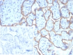 IHC staining of FFPE human placental tissue with PD-L1 antibody (clone PDL1/8408R). HIER: boil tissue sections in pH 9 10mM Tris with 1mM EDTA for 20 min and allow to cool before testing.