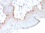IHC staining of FFPE human skin tissue with MART-1 antibody (clone MLANA/8108R). HIER: boil tissue sections in pH 9 10mM Tris with 1mM EDTA for 20 min and allow to cool before testing.