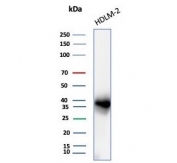Western blot testing of human HDLM-2 cell lysate with PD-L1 antibody (clone PDL1/8222R). Predicted molecular weight ~34 kDa (unmodified), 45-70 kDa (glycosylated).