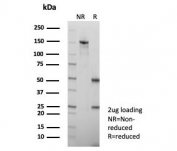 SDS-PAGE analysis of purified, BSA-free PD-L1 antibody (clone PDL1/8222R) as confirmation of integrity and purity.