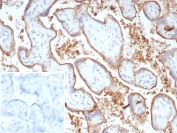 IHC staining of FFPE human placental tissue with B7-H1 antibody (clone PDL1/8809R). Inset: PBS used in place of primary Ab (secondary Ab negative control). HIER: boil tissue sections in pH 9 10mM Tris with 1mM EDTA for 20 min and allow to cool before testing.