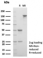 SDS-PAGE analysis of purified, BSA-free AMBP antibody (clone AMBP/4533) as confirmation of integrity and purity.