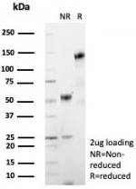 SDS-PAGE analysis of purified, BSA-free TNFSF15 antibody (clone VEGI /7799R) as confirmation of integrity and purity.