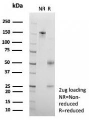 SDS-PAGE analysis of purified, BSA-free SNAPC4 antibody (clone PCRP-SNAPC4-3A7) as confirmation of integrity and purity.
