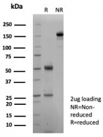 SDS-PAGE analysis of purified, BSA-free Pan-Cadherin antibody (clone Pan-CAD/8020) as confirmation of integrity and purity.