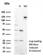 SDS-PAGE analysis of purified, BSA-free Mouse IgG2a Isotype Control antibody (IGG2a/6723) as confirmation of integrity and purity.