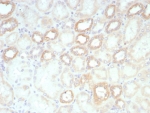 IHC staining of FFPE human kidney tissue with biotinylated Lambda Light Chain antibody probe followed by Biotin antibody (clone rBTN/8819). 