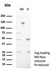 SDS-PAGE analysis of purified, BSA-free CD99 antibody (clone MIC2/7866) as confirmation of integrity and purity.