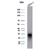 Western blot testing of human MCF-7 cell lysate with CD99 antibody (clone MIC2/7864). Predicted molecular weight: 16-32 kDa depending on the level of glycosylation.