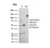 SDS-PAGE analysis of purified, BSA-free Scurfin antibody (clone FOXP3/8145R) as confirmation of integrity and purity.