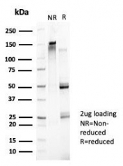 SDS-PAGE analysis of purified, BSA-free ZNF157 antibody (clone PCRP-ZNF157-1A8) as confirmation of integrity and purity.