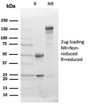 SDS-PAGE analysis of purified, BSA-free BCOR antibody (clone BCOR/1311) as confirmation of integrity and purity.