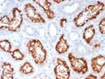 IHC staining of FFPE human kidney tissue with ACE2 antibody (clone ACE2/7203) at 2ug/ml. HIER: boil tissue sections in pH 9 10mM Tris with 1mM EDTA for 20 min and allow to cool before testing.