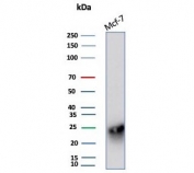 Western blot testing of human MCF-7 cell lysate with CD99 antibody (clone MIC2/7865). Predicted molecular weight: 16-32 kDa depending on the level of glycosylation.