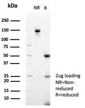 SDS-PAGE analysis of purified, BSA-free CD99 antibody (clone MIC2/7865) as confirmation of integrity and purity.