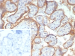 IHC staining of FFPE human placental tissue with Glypican-3 antibody (clone GPC3/7991R). Inset: PBS used in place of primary Ab (secondary Ab negative control). HIER: boil tissue sections in pH 9 10mM Tris with 1mM EDTA for 20 min and allow to cool before testing.