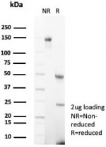 SDS-PAGE analysis of purified, BSA-free CD99 antibody (clone MIC2/7867) as confirmation of integrity and purity.