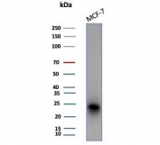 Western blot testing of human MCF-7 cell lysate with CD99 antibody (clone MIC2/7861). Predicted molecular weight: 16-32 kDa depending on the level of glycosylation.