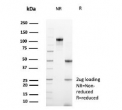 SDS-PAGE analysis of purified, BSA-free CD99 antibody (clone MIC2/7861) as confirmation of integrity and purity.