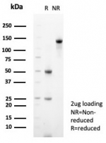 SDS-PAGE analysis of purified, BSA-free CD99 antibody (clone MIC2/7862) as confirmation of integrity and purity.