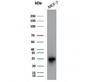 Western blot testing of human MCF-7 cell lysate with CD99 antibody (clone MIC2/7862). Predicted molecular weight: 16-32 kDa depending on the level of glycosylation.