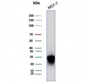 Western blot testing of human MCF-7 cell lysate with CD99 antibody (clone MIC2/7863). Predicted molecular weight: 16-32 kDa depending on the level of glycosylation.