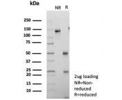 SDS-PAGE analysis of purified, BSA-free Insulin-like growth factor-binding protein 3 antibody (clone IGFBP3/3423) as confirmation of integrity and purity.