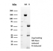 SDS-PAGE analysis of purified, BSA-free MRSA antibody (clone 332/423) as confirmation of integrity and purity.