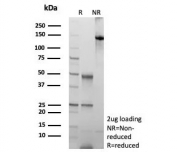 SDS-PAGE analysis of purified, BSA-free ABCC4 antibody (clone ABCC4/9018) as confirmation of integrity and purity.