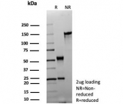 SDS-PAGE analysis of purified, BSA-free MRP4 antibody (clone ABCC4/9179) as confirmation of integrity and purity.