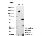 SDS-PAGE analysis of purified, BSA-free Growth Differentiation Factor 9 antibody (clone GDF9/6458) as confirmation of integrity and purity.