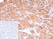 IHC staining of FFPE human pancreas tissue with CLPS antibody (clone CLPS/9021). Inset: PBS used in place of primary Ab (secondary Ab negative control). HIER: boil tissue sections in pH 9 10mM Tris with 1mM EDTA for 20 min and allow to cool before testing.