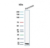 Western blot testing of human pancreas tissue lysate with CLPS antibody (clone CLPS/9021). Predicted molecular weight ~12 kDa.