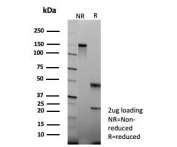 SDS-PAGE analysis of purified, BSA-free CLPS antibody (clone CLPS/9025) as confirmation of integrity and purity.