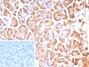 IHC staining of FFPE human pancreas tissue with CLPS antibody (clone CLPS/9025). Inset: PBS used in place of primary Ab (secondary Ab negative control). HIER: boil tissue sections in pH 9 10mM Tris with 1mM EDTA for 20 min and allow to cool before testing.