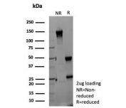SDS-PAGE analysis of purified, BSA-free NSE gamma antibody (clone ENO2/9044) as confirmation of integrity and purity.