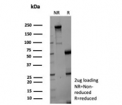 SDS-PAGE analysis of purified, BSA-free Gamma Enolase antibody (clone ENO2/9046) as confirmation of integrity and purity.