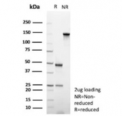 SDS-PAGE analysis of purified, BSA-free GFAP antibody (clone GFAP/9421) as confirmation of integrity and purity.