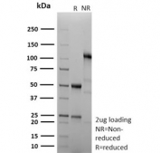 SDS-PAGE analysis of purified, BSA-free recombinant Cyclin B1 antibody (clone CCNB1/9242R) as confirmation of integrity and purity.
