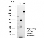 SDS-PAGE analysis of purified, BSA-free Carboxypeptidase A1 antibody (clone CPA1/8777) as confirmation of integrity and purity.