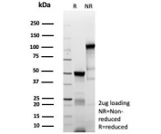 SDS-PAGE analysis of purified, BSA-free recombinant Myoblast determination protein 1 antibody (clone MYOD1/9405R) as confirmation of integrity and purity.