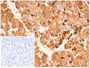 IHC staining of FFPE human pancreas tissue with Pancreatic triacylglycerol lipase antibody (clone PNLIP/9042). Inset: PBS used in place of primary Ab (secondary Ab negative control). HIER: boil tissue sections in pH 9 10mM Tris with 1mM EDTA for 20 min and allow to cool before testing.