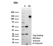 SDS-PAGE analysis of purified, BSA-free Oncoprotein 18 antibody (clone STMN1/8439) as confirmation of integrity and purity.